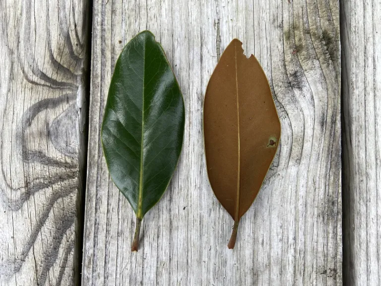 Magnolia grandiflora leaf front and back