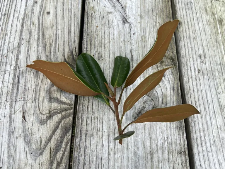 Magnolia grandiflora stem