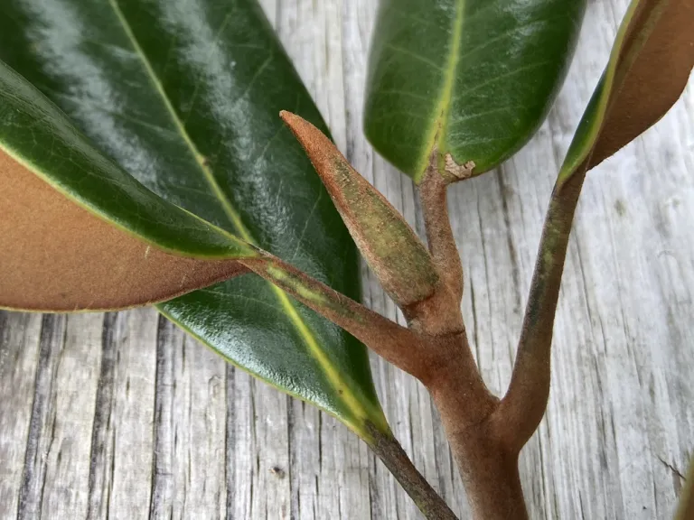 Magnolia grandiflora terminal bud