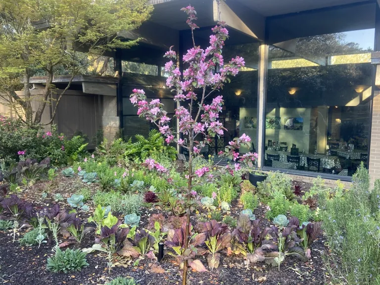 Malus 'Centzam' (Centurion®) flowering habit