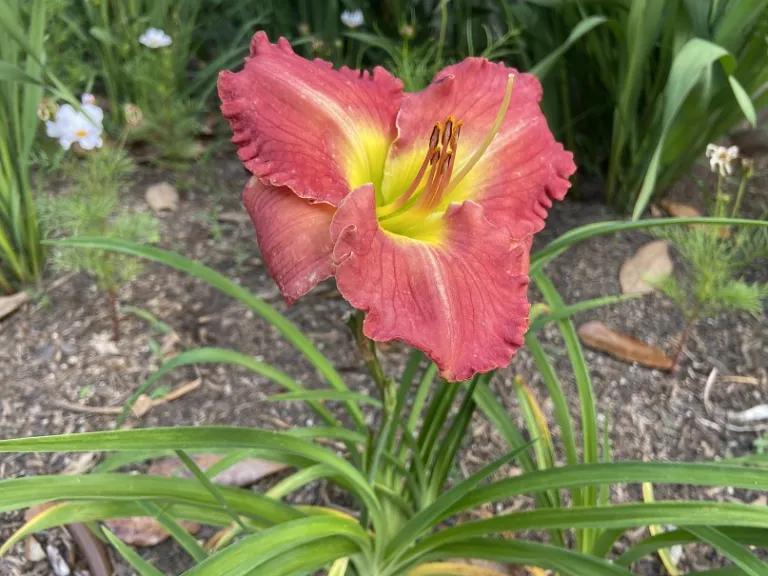 Hemerocallis 'Mansfield Plantation' flower