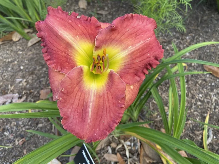 Hemerocallis 'Mansfield Plantation' flower