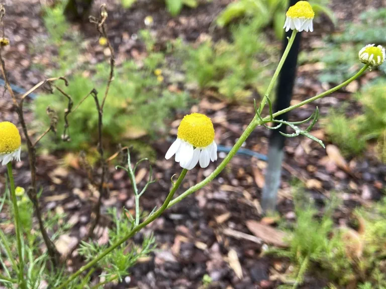 Matricaria recutita flowers