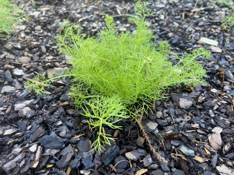 Matricaria recutita habit