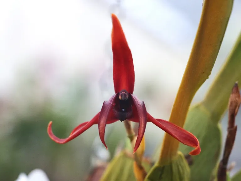 Maxillaria nigrescens flower