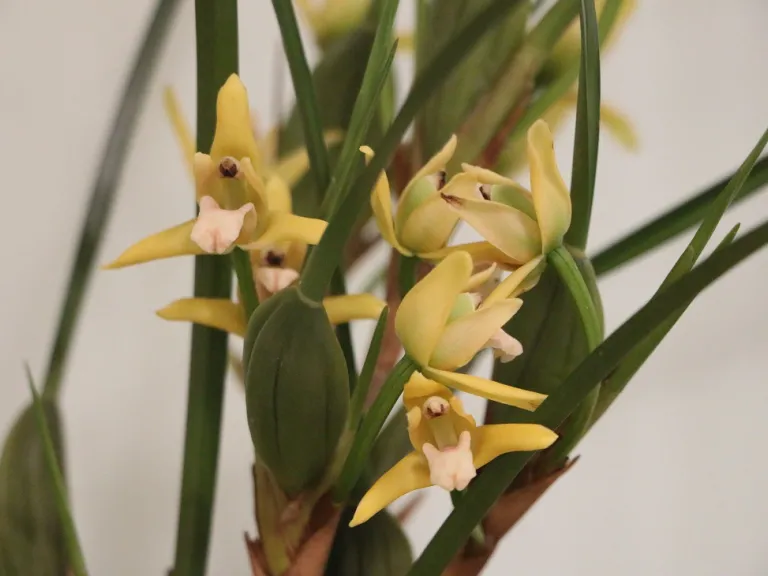 Maxillaria tenuifolia 'Yamada' flower