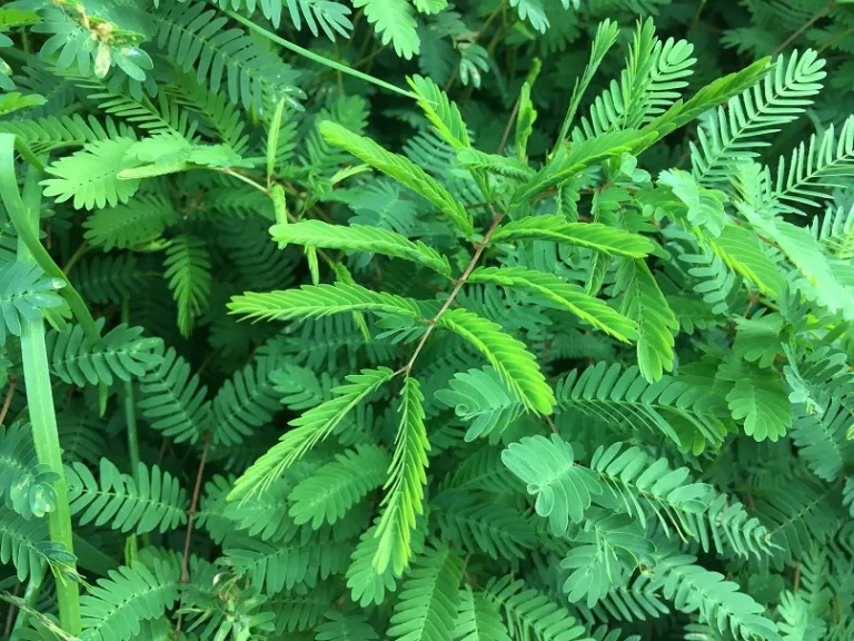 Mimosa strigillosa after touching foliage