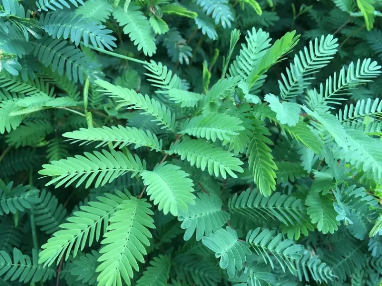 Mimosa strigillosa before touching foliage