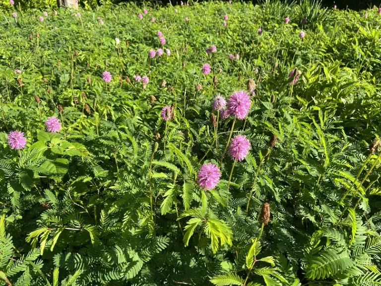 Mimosa strigillosa habit