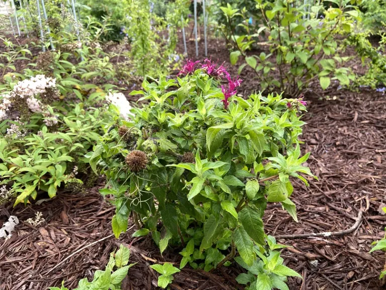 Monarda didyma 'Balbalmac' (Balmy™ Lilac) flowering habit