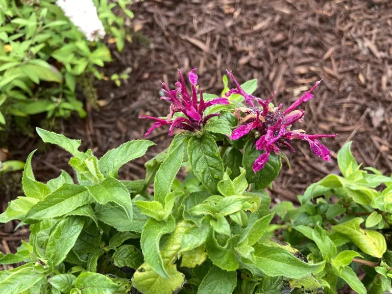 Monarda didyma 'Balbalmac' (Balmy™ Lilac) flowers