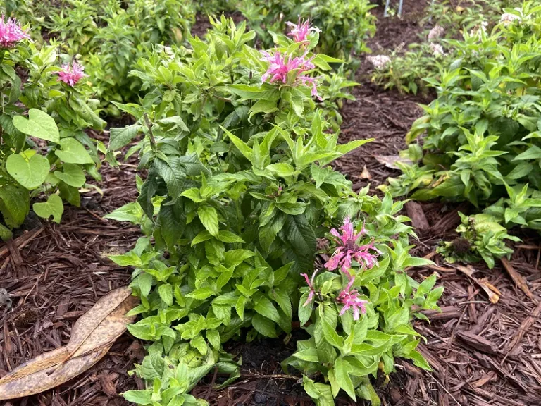 Monarda didyma 'Balbalmink' (Balmy™ Pink) flowering habit