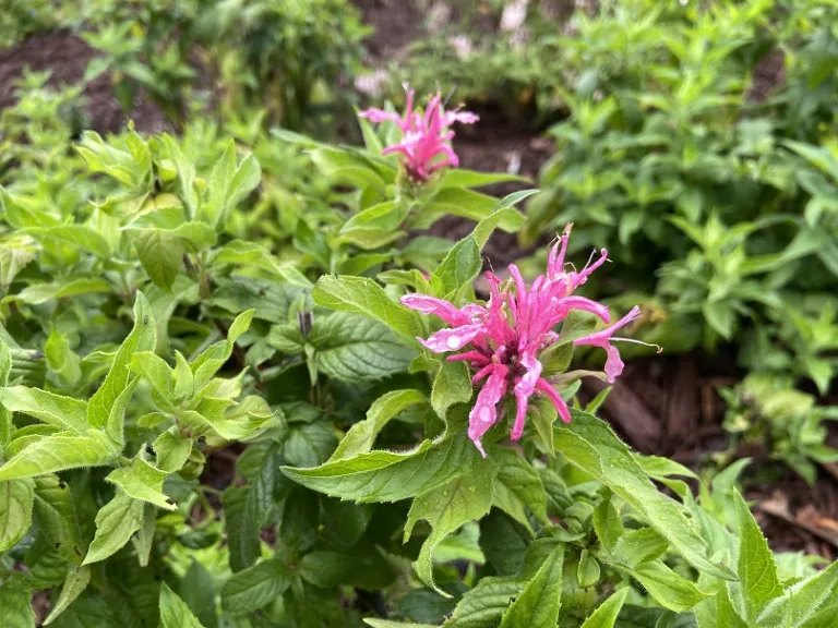 Monarda didyma 'Balbalmink' (Balmy™ Pink) flowers