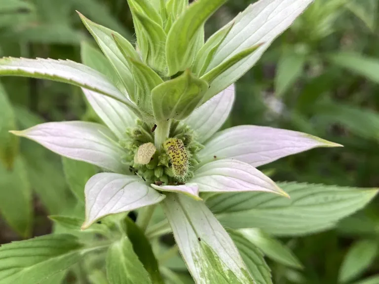 Monarda punctata flower