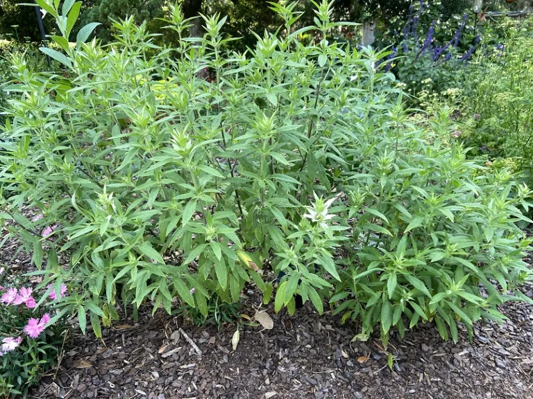 Monarda punctata flowering habit