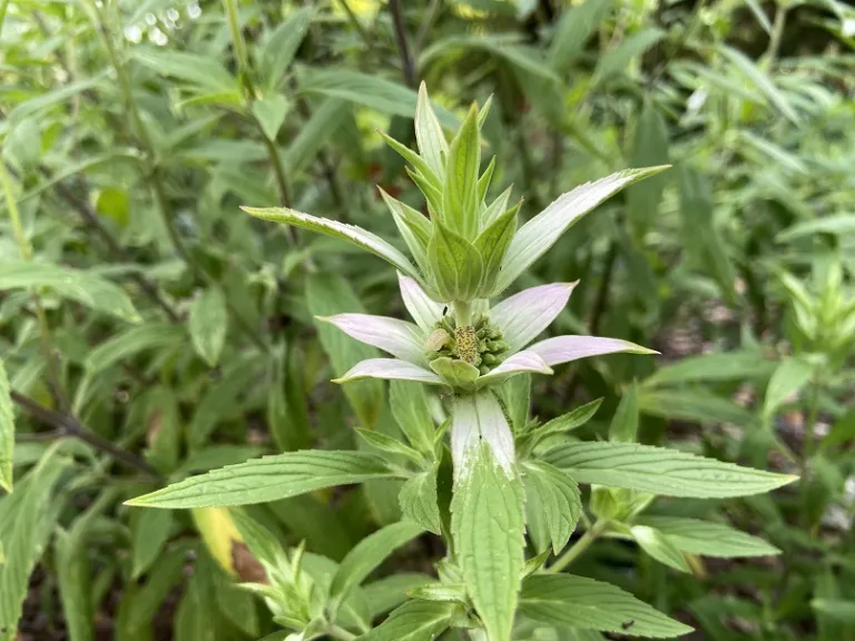 Monarda punctata inflorescence