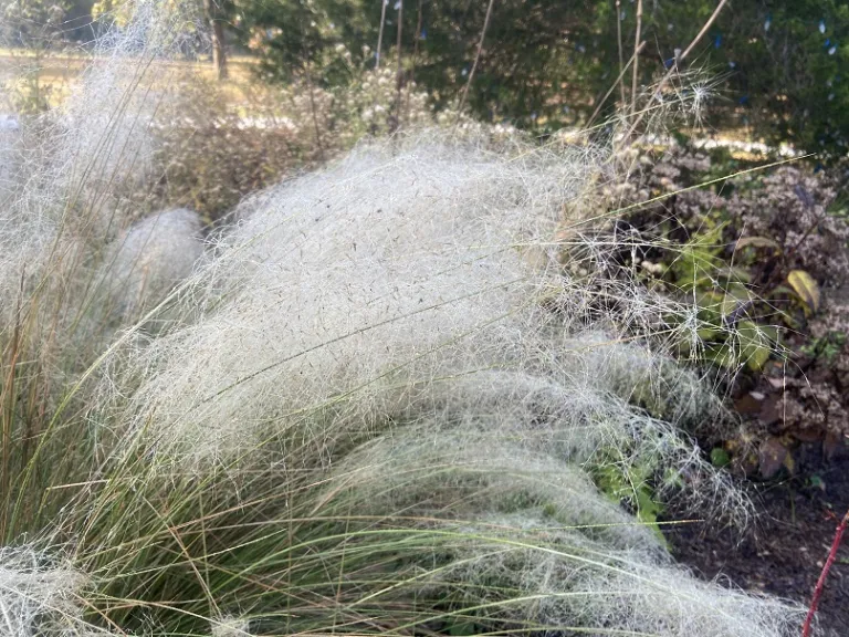 Muhlenbergia capillaris 'White Cloud' plume