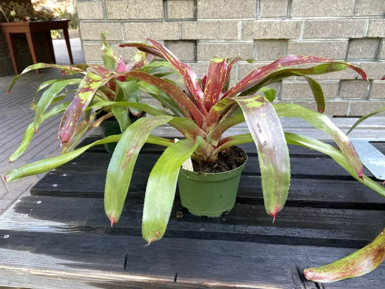 Neoregelia 'Gespacho' habit