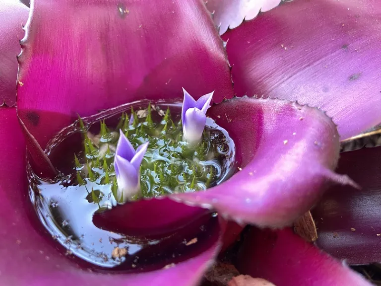 Neoregelia 'Voodoo Doll' flowers