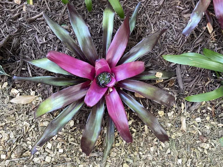 Neoregelia 'Voodoo Doll' foliage