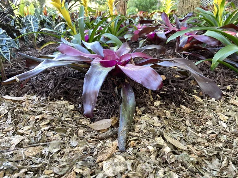 Neoregelia 'Voodoo Doll' habit