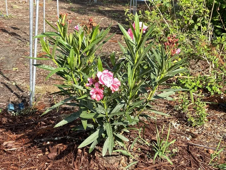 Nerium oleander 'Calypso' | Brookgreen