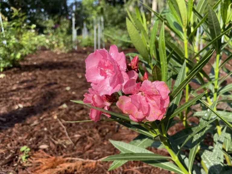 Nerium oleander 'Calypso' | Brookgreen