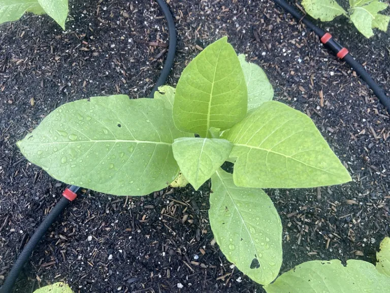 Nicotiana tabacum 'Jamaica' foliage