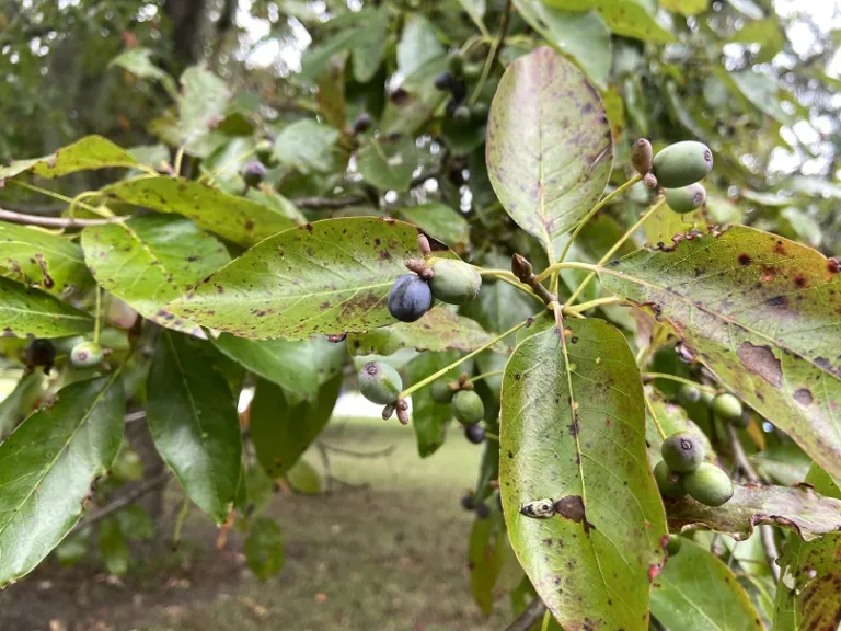 Nyssa sylvatica fruit