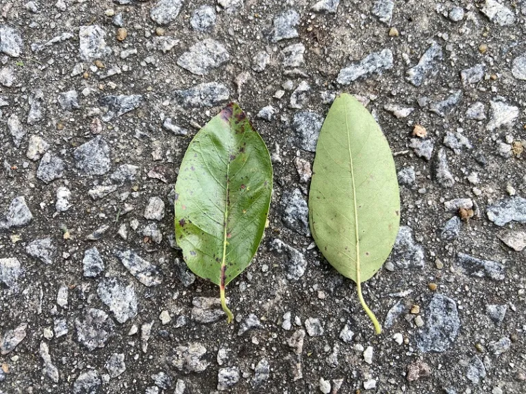 Nyssa sylvatica leaf front and back