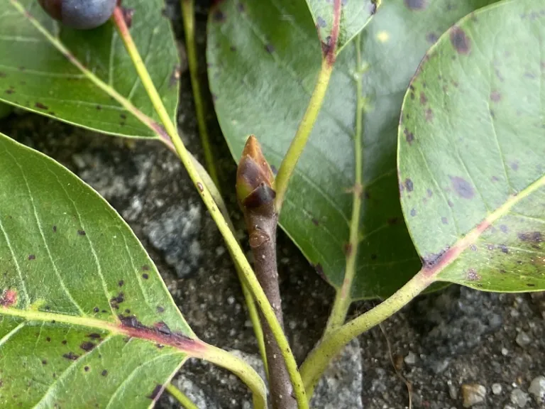 Nyssa sylvatica terminal bud