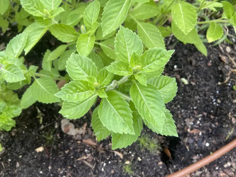 Ocimum ×africanum foliage