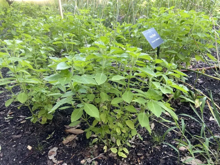 Ocimum ×africanum habit