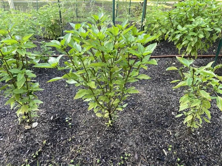 Ocimum basilicum 'Cinnamon' habit