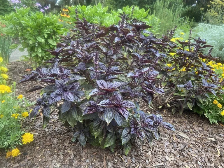 Ocimum basilicum 'Red Rubin' habit