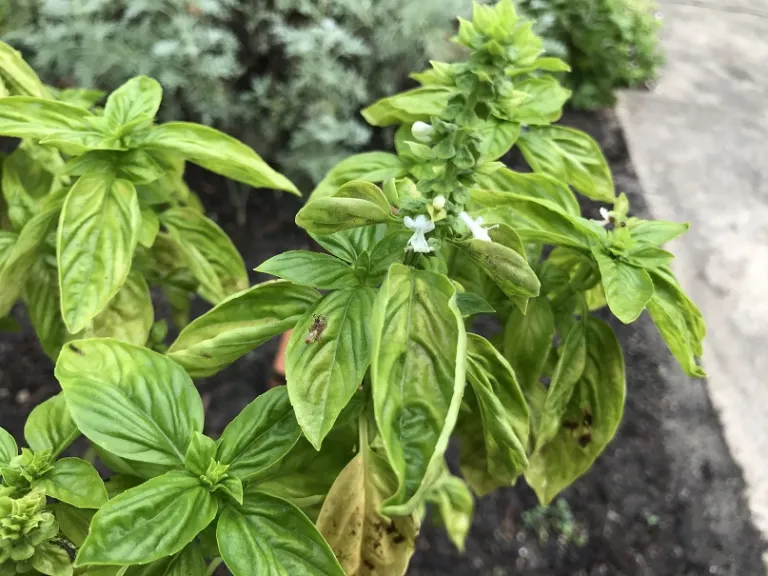 Ocimum basilicum ‘Italiano Classico' flower