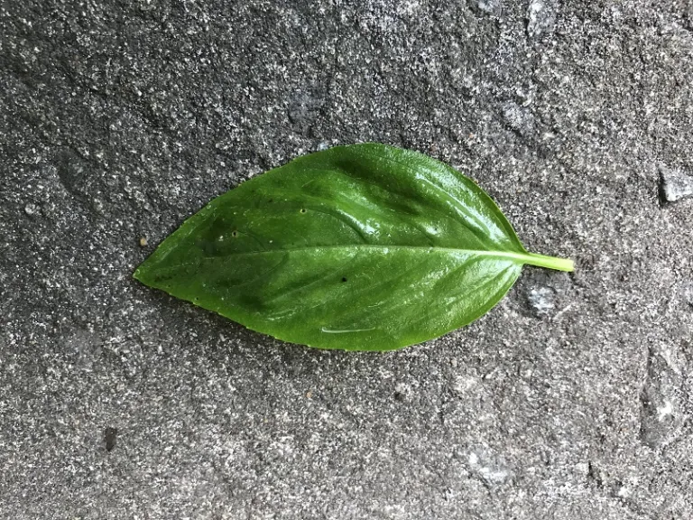 Ocimum basilicum ‘Italiano Classico' leaf