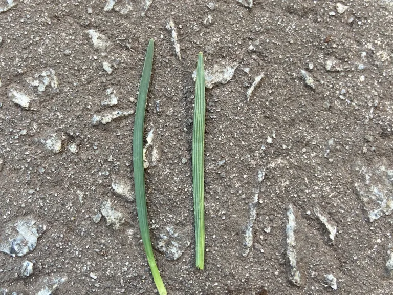 Ophiopogon japonicus 'Nana' leaf front and back