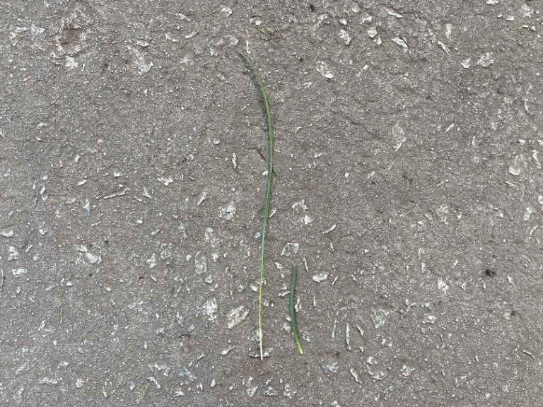 Ophiopogon japonicus and Ophiopogon japonicus 'Nana' comparison