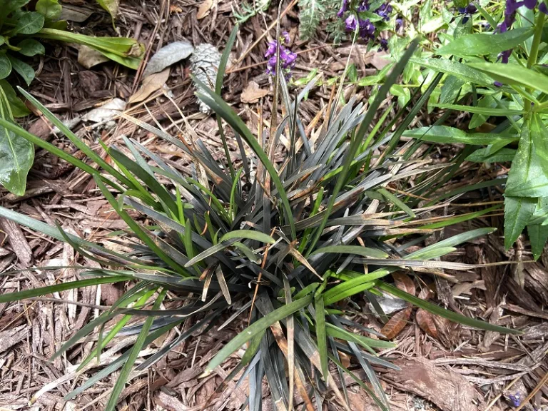 Ophiopogon planiscapus 'Nigrescens' foliage