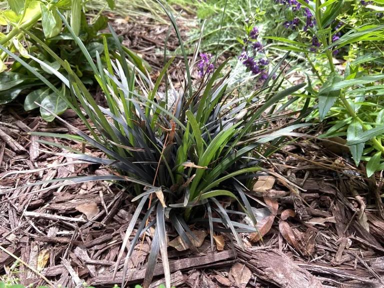 Ophiopogon planiscapus 'Nigrescens' habit