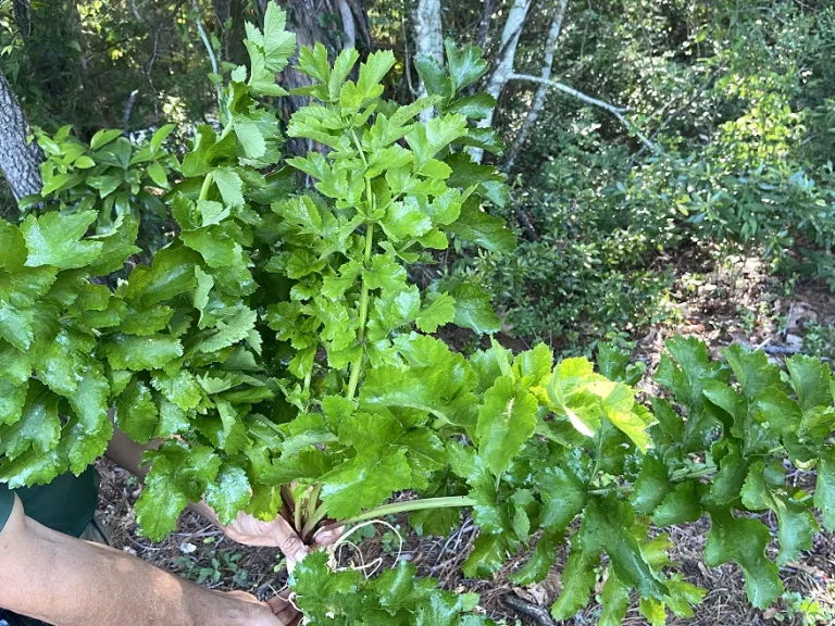 Pastinaca sativa 'Hollow Crown' foliage