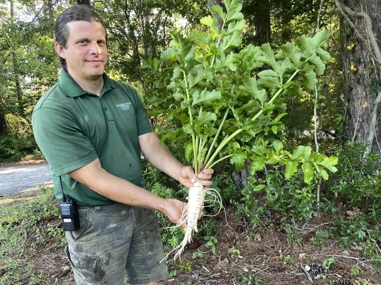 Pastinaca sativa 'Hollow Crown' plant