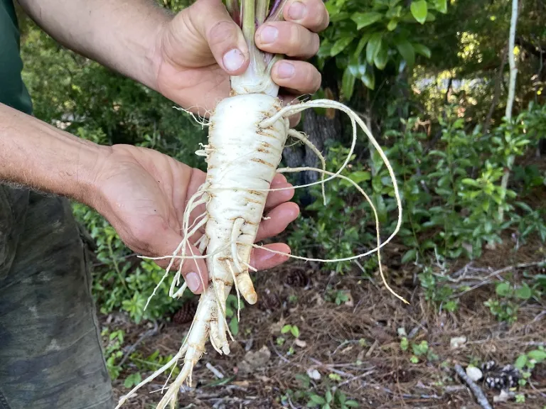 Pastinaca sativa 'Hollow Crown' root