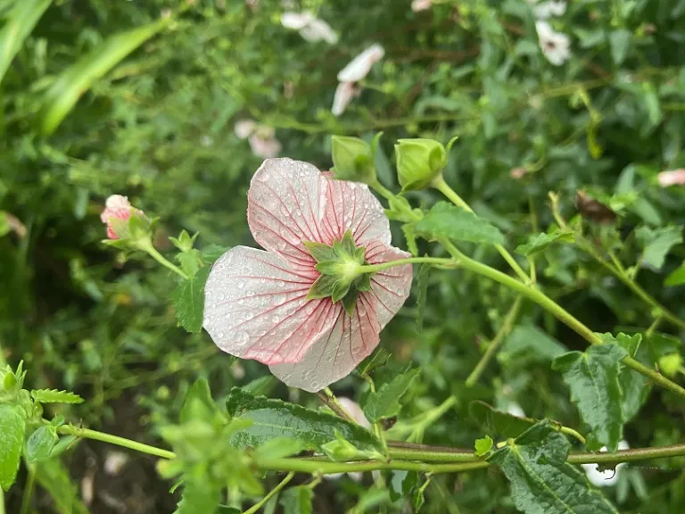 Pavonia hastata back of flower