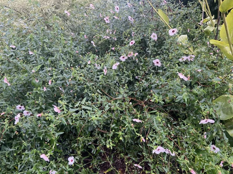 Pavonia hastata habit