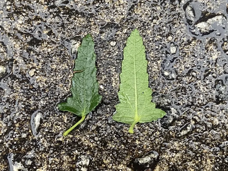 Pavonia hastata leaf front and back