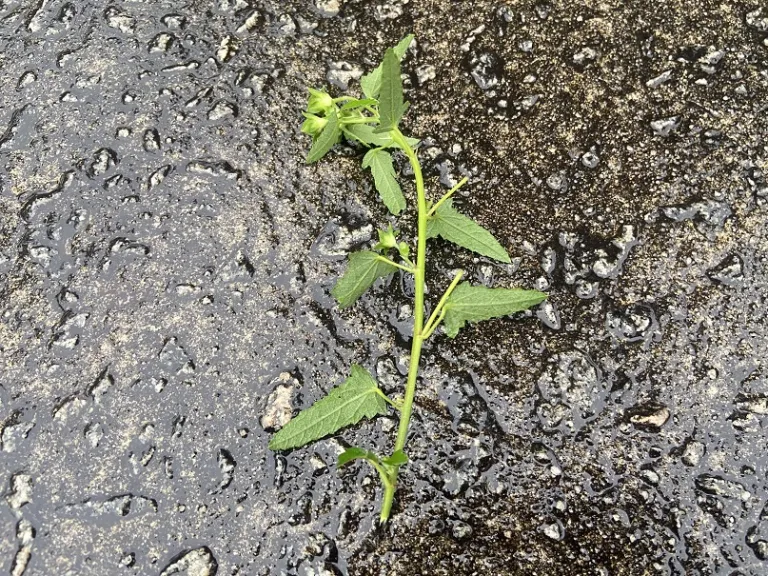 Pavonia hastata stem