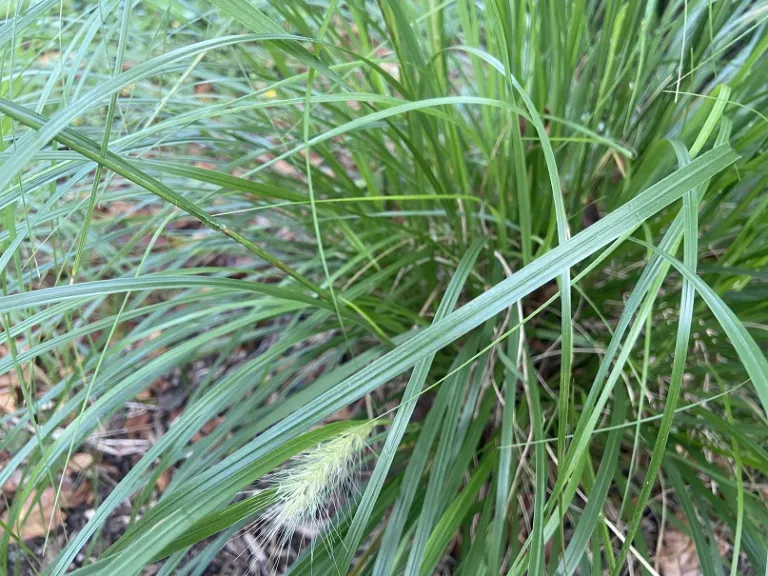 Pennisetum alopecuroides 'Tift PA5' (Hush Puppy™) foliage