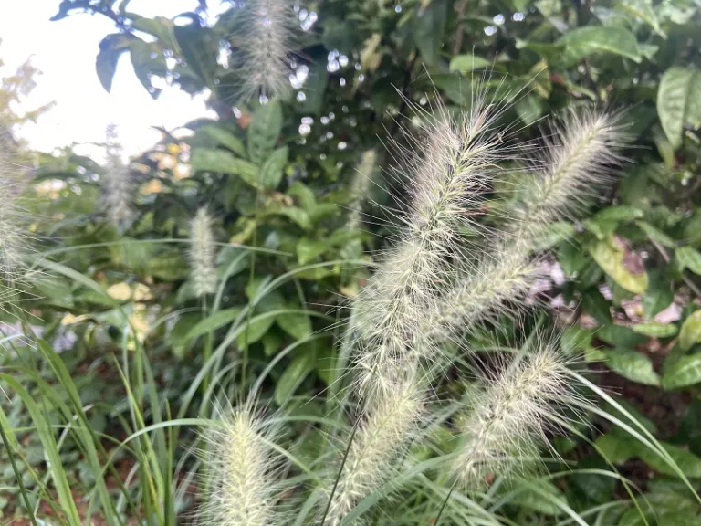 Pennisetum alopecuroides 'Tift PA5' (Hush Puppy™) plume